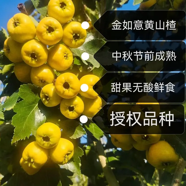 肥樱团（7）金如意黄山楂苗早实丰产早熟甜果无酸有授权