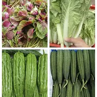 指定菜品【红苋菜+小黄菜+苦瓜+丝瓜】有机肥种植露天农家菜5斤装