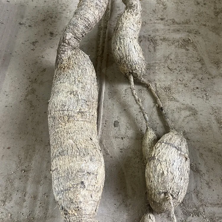 现挑现称 平时别拍