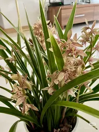 【新疆包邮】黄金蝴蝶 剑兰室内外好养四季开花香