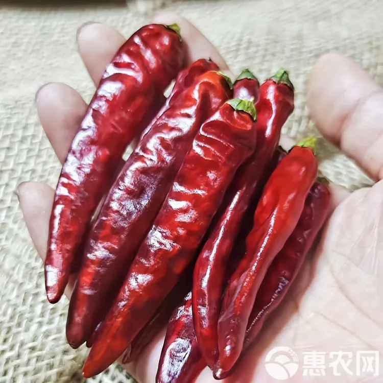 贵州今年新干辣椒艳椒