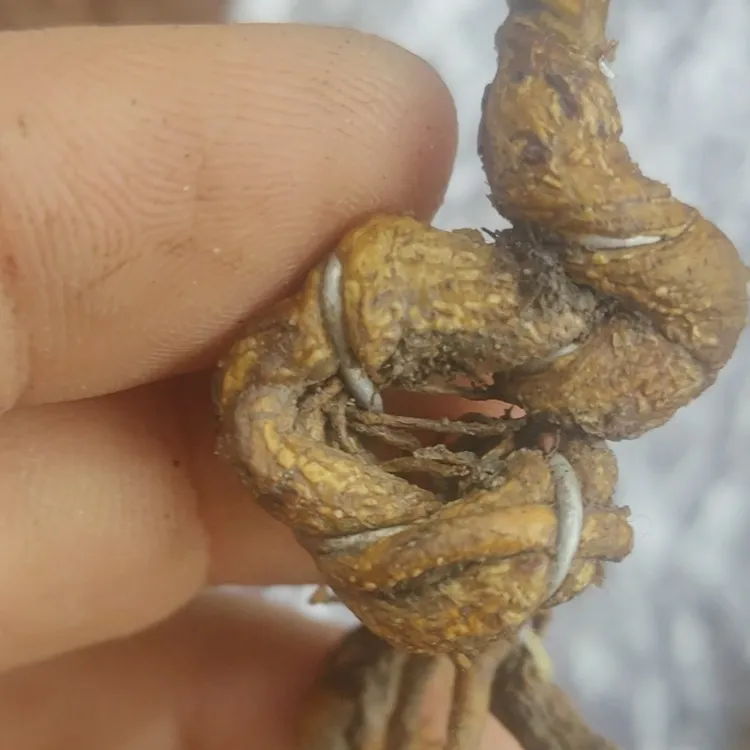 优质豆豆急弯坨子大苗4棵起发货