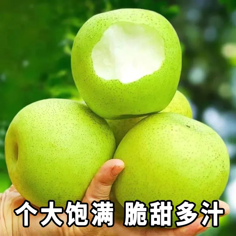 砀山翠冠梨青皮蜜梨脆甜无渣汁水新鲜水果梨砀山梨脆甜梨子