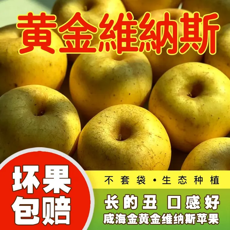 【香甜脆爽】威海金黄金维纳斯自然成熟不套袋甜