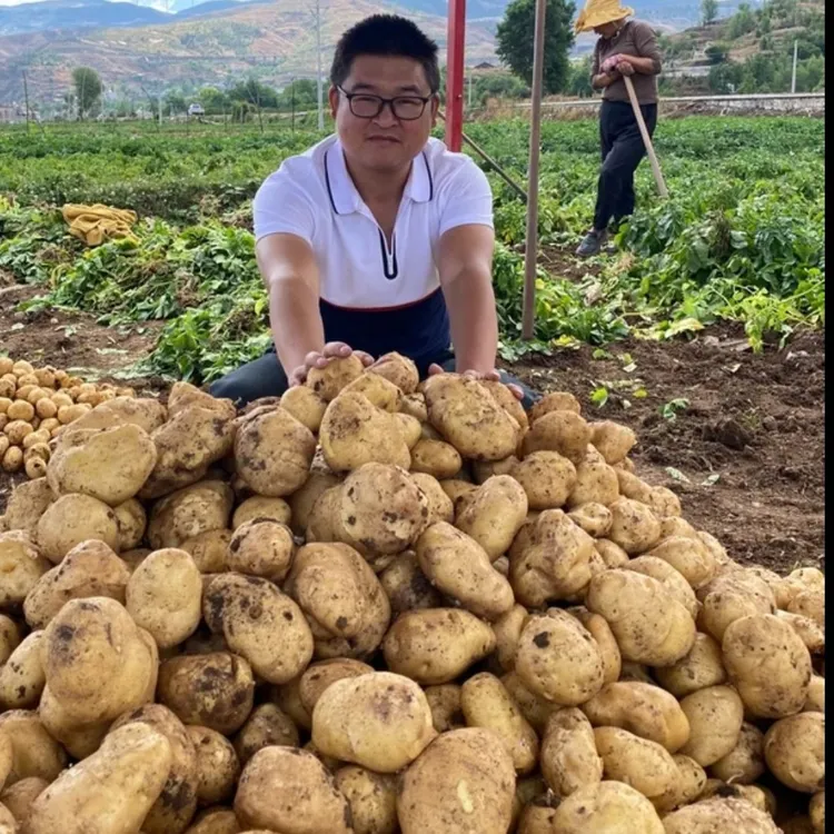威宁老品种米拉洋芋高原种植 口感软糯 现货直发