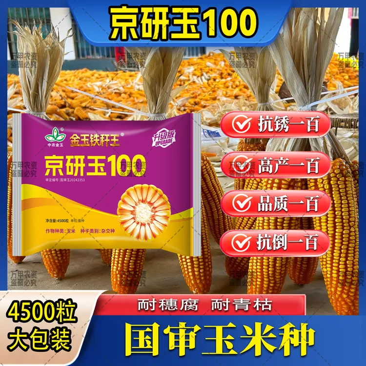 国审（京研玉100）金玉铁杆王深马齿红轴矮杆大棒高产玉米品种商品图