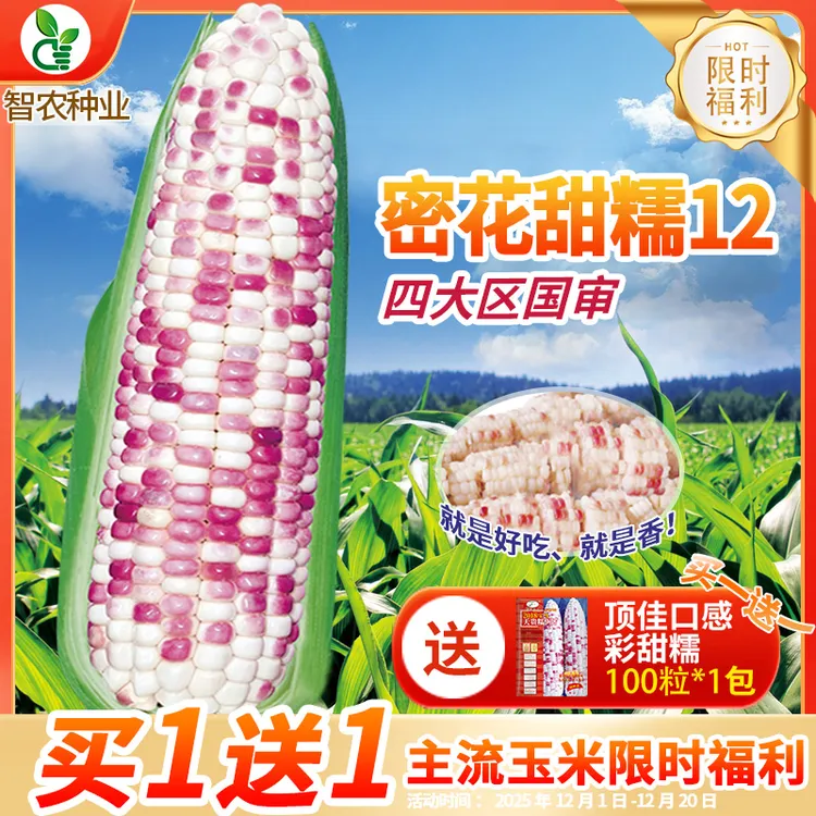 密花甜糯12号甜糯玉米种子杂交花糯玉米籽粘玉米种籽大全春季