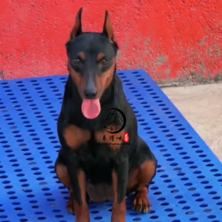 迷你杜宾犬玩具之王家庭伴侣犬（来得顺犬舍）包一个月细小病犬瘟热