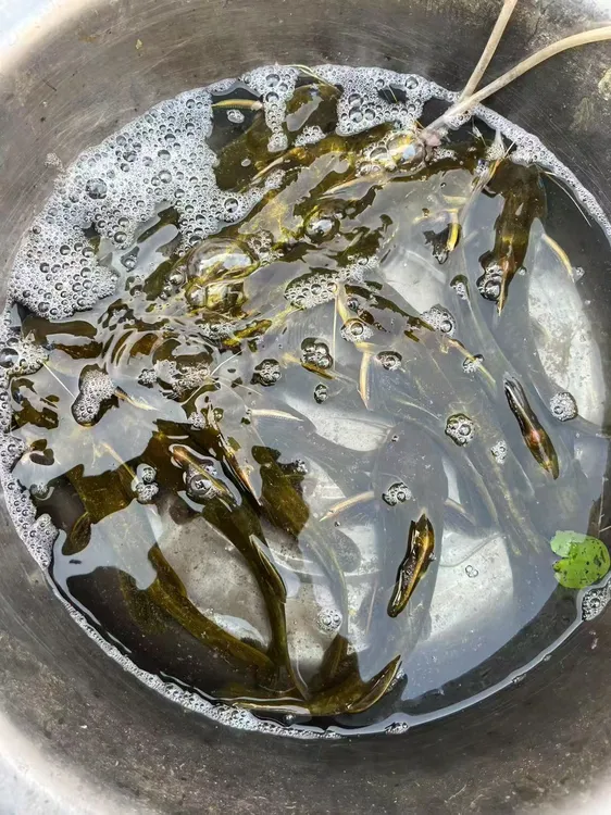 芡河野生，黄辣丁，黄古鱼，0.8g/150g鲜活宰杀，顺丰包邮。