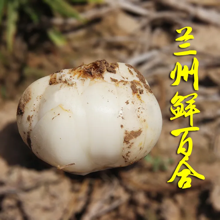 现挖兰州食用甜百合真口感香甜兰州新鲜百合莲子银耳伴侣