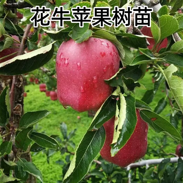 苹果树苗嫁接花牛苹果树苗南方北方庭院种植地栽盆栽耐寒苹果树苗