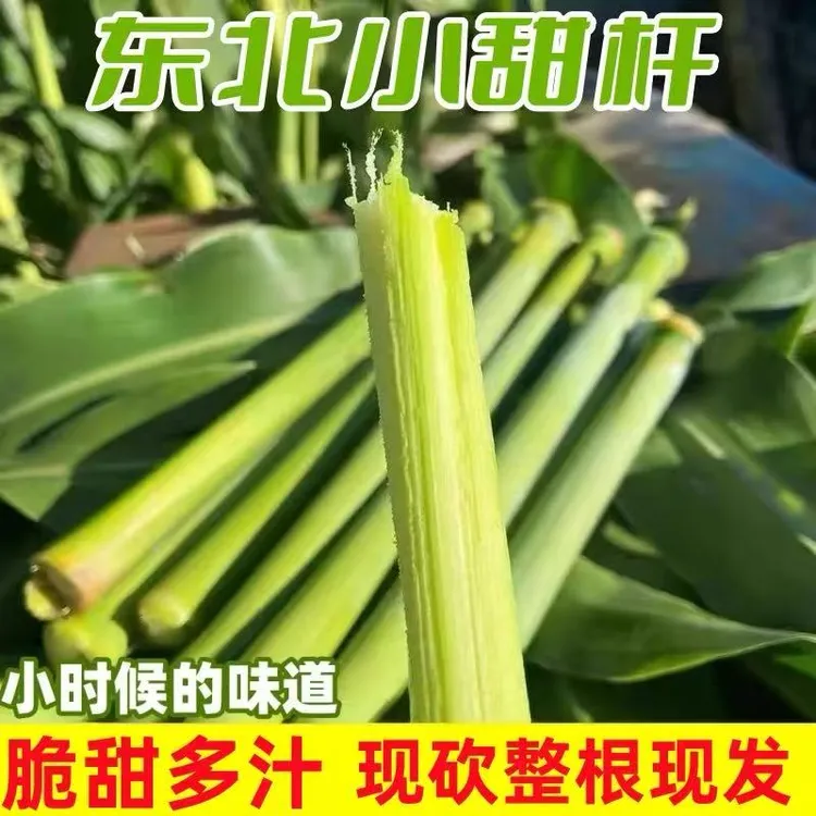 东北甜杆甜高粱杆小甘蔗5斤新鲜水果甜芦杆好吃的甜芦粟甜杆包邮