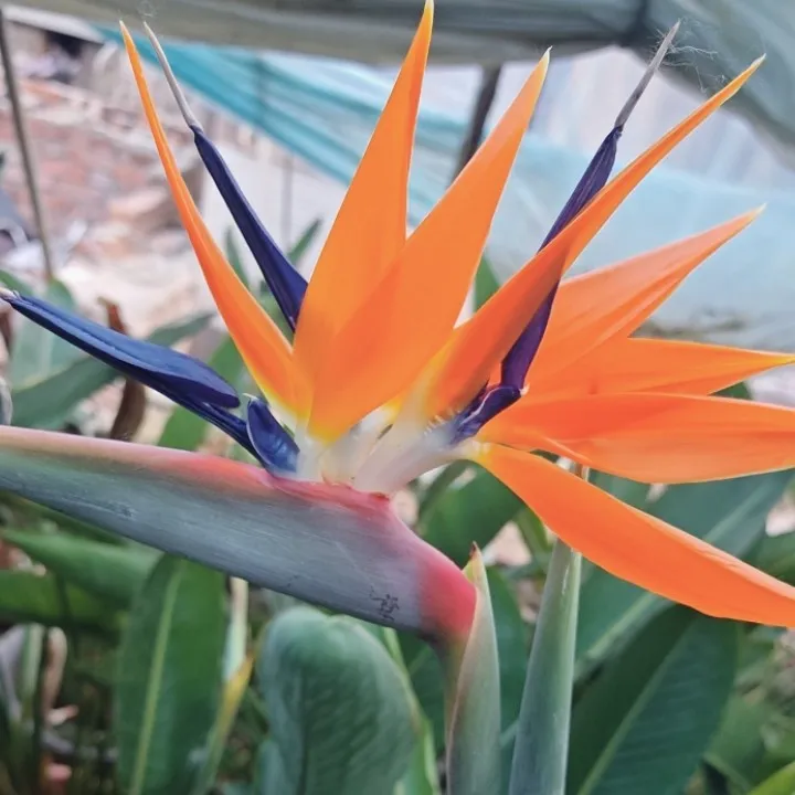 鹤望兰天堂鸟观赏喷泉绿植盆栽鲜花增添自然气息天堂鸟花客厅