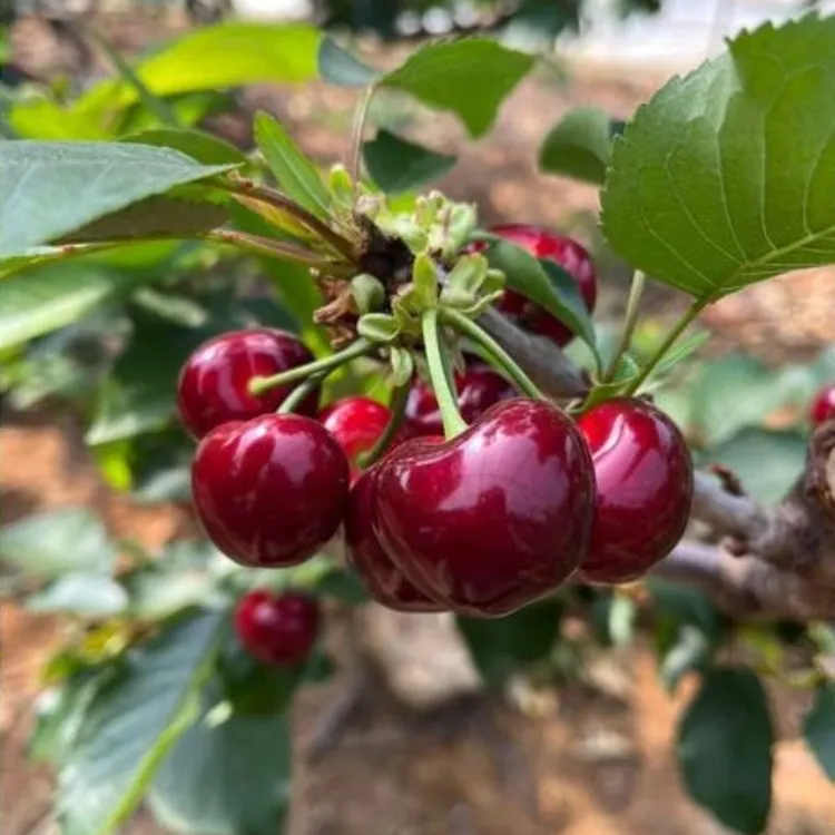 樱桃树苗大棵嫁接车厘子大樱桃树果树苗基地盆栽地栽南方北方种植