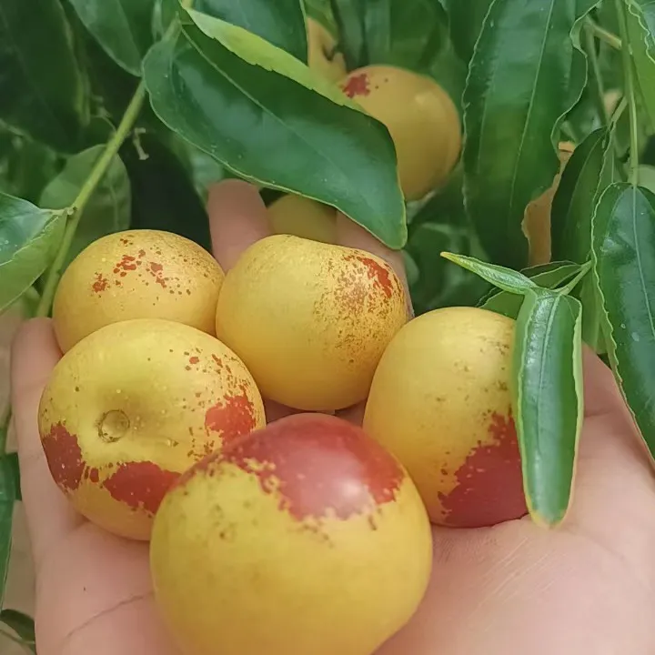 [顺丰包邮]陕西大荔冬枣嘎嘣脆甜当季新鲜采摘脆甜多汁产地直发