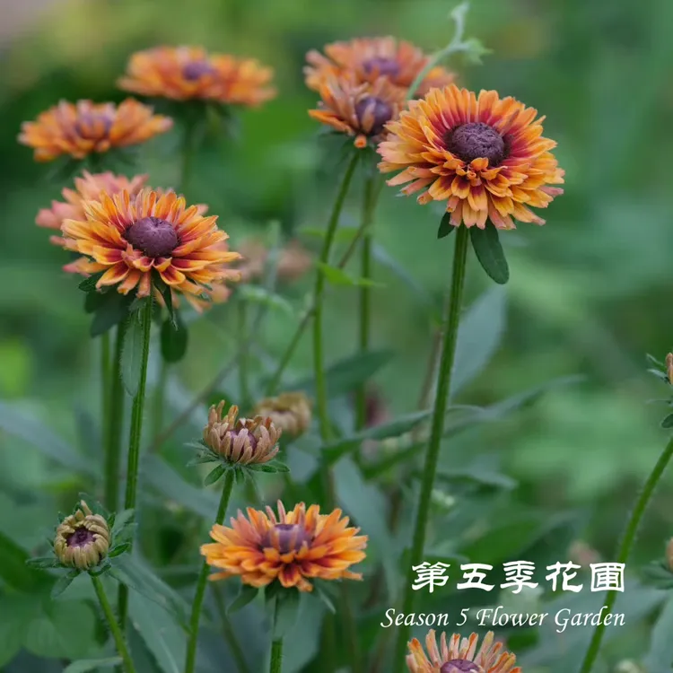 第五季花圃 金光菊‘撒哈拉’ 多年生耐热 夏季开花植物 庭院盆栽苗