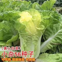 【全店满5元包邮】白菜种子小杂56早熟黄心种籽春秋包心白菜种高产