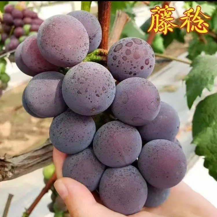 《原盆原土带叶》优质嫁接葡萄树苗盆栽地栽南北方抗寒结果