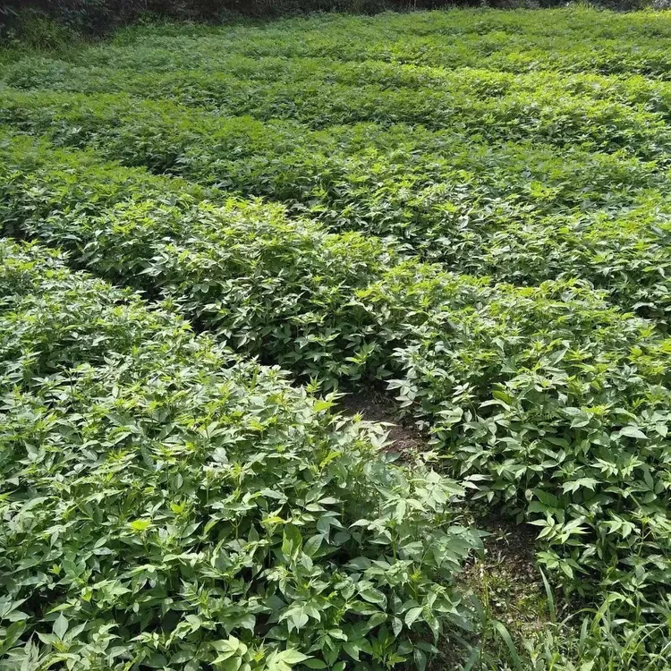 高品质厚皮黄柏植物优选