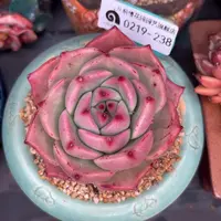 多肉一物一拍0219-238