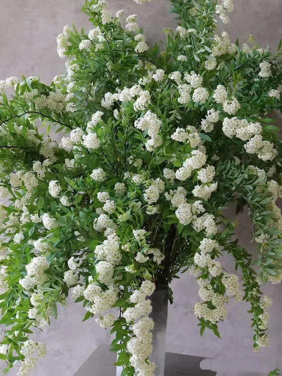 【锦云花卉】小手球鲜切枝 爆花神器家居软装花材