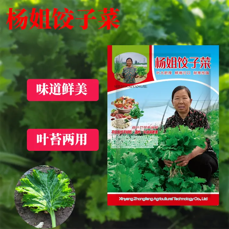 杨姐香叶饺子菜香芥菜菜园阳台青菜籽香叶饺子菜种子青菜种子