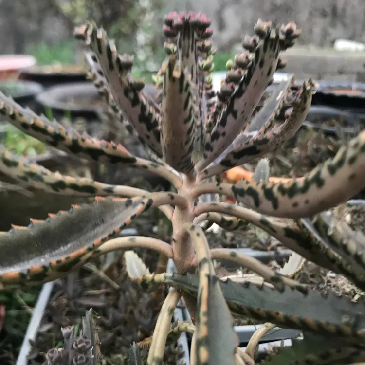 多肉植物窄叶虎纹不死鸟绿植落地生根嫁接长寿花防辐射多肉小苗