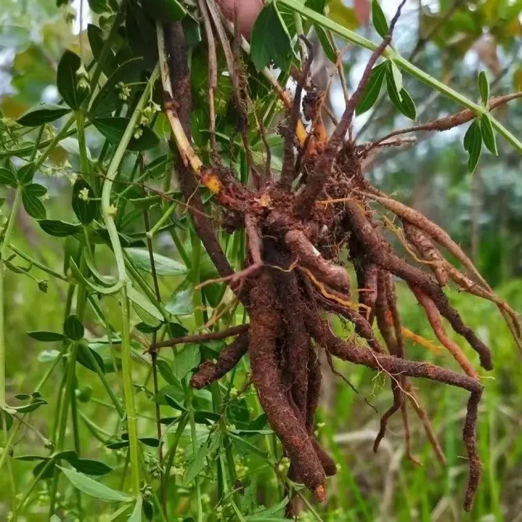 茜草拉拉秧培育植物
