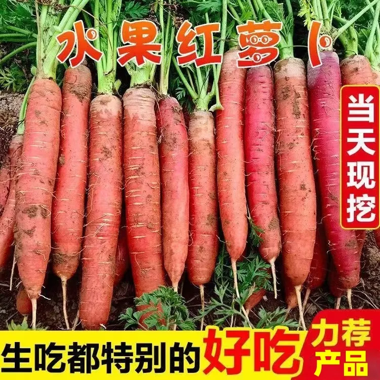 2025陕西大荔沙地透心红水果萝卜新鲜现挖脆嫩甜可生吃现挖现发