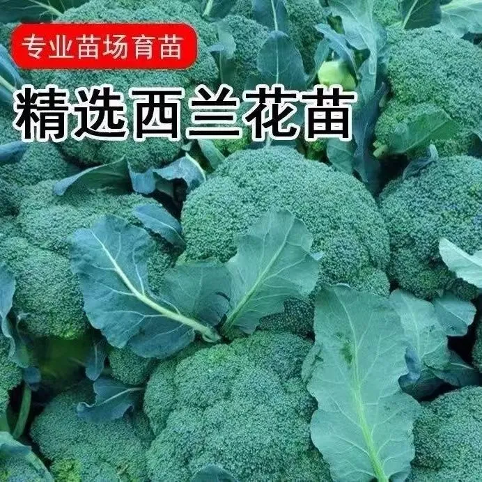 西兰花苗有机西蓝花秧苗花菜苗青花菜高产耐寒绿色花椰菜秋冬种植