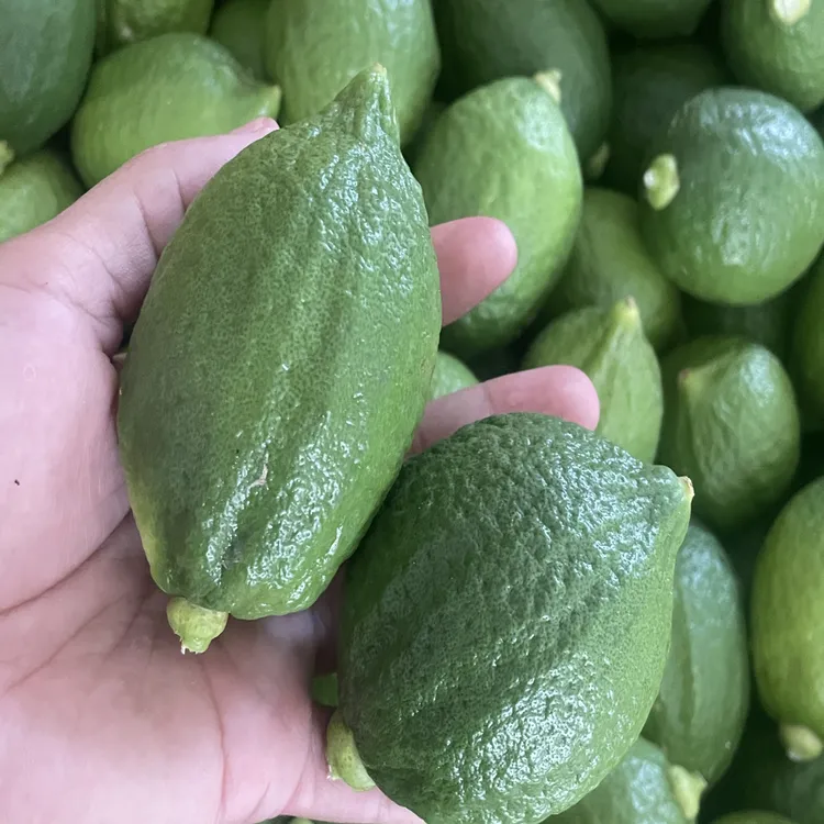 广东香水柠檬现摘现发香水柠檬泡水清香多汁奶茶店专用包邮无籽