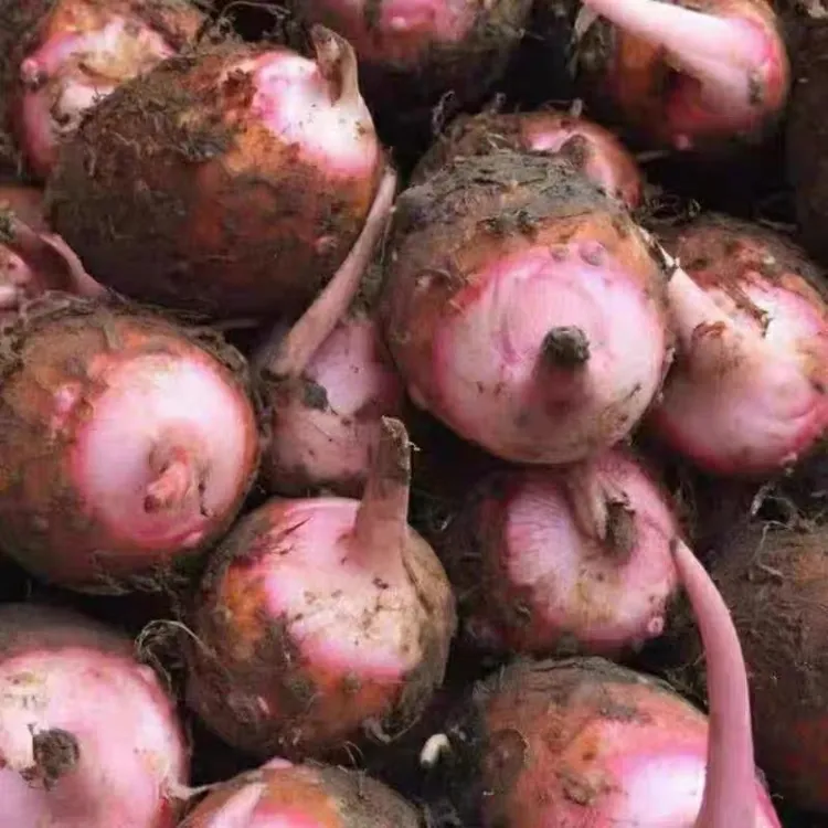广西百色隆林高山新鲜现挖粉糯香甜小芋头红嘴芋头