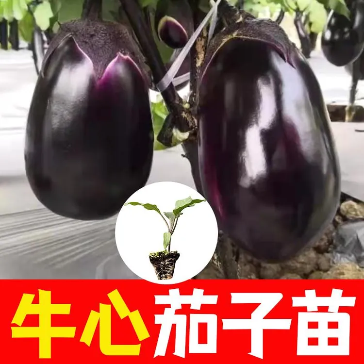 牛心茄子秧苗四季茄子苗紫罐茄子苗高产茄子苗圆茄子苗盆栽蔬菜苗