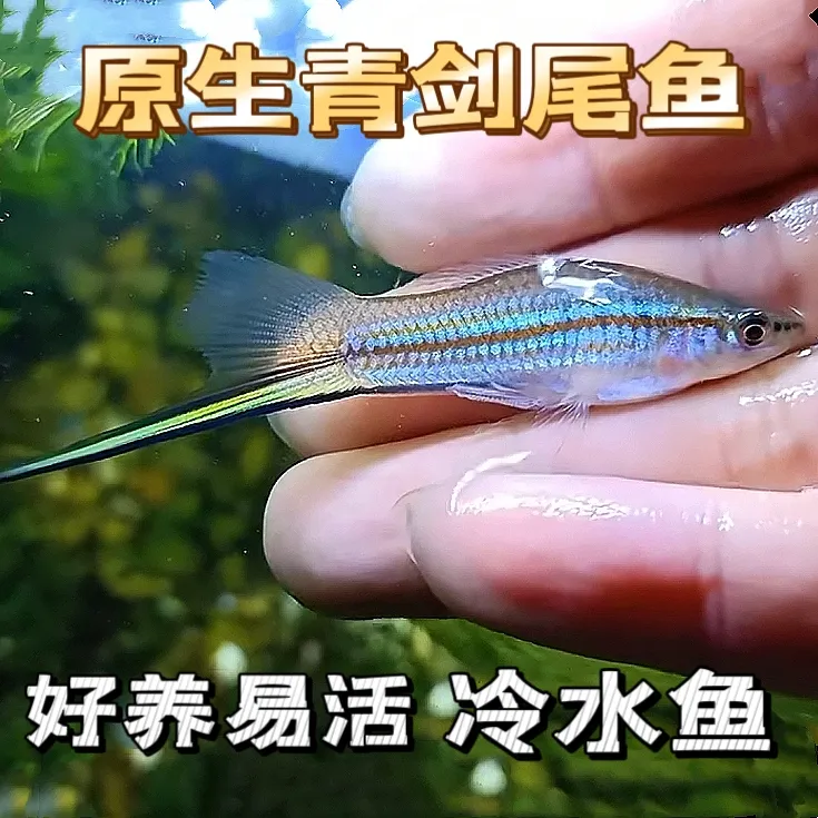 直接生小鱼青剑尾鱼原生冷水鱼好养耐活新手养鱼群游鱼胎生懒人活