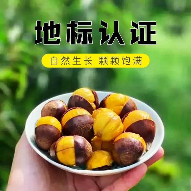 燕山山脉板栗地头直发新鲜头茬下树板栗[25年老农现摘现发]