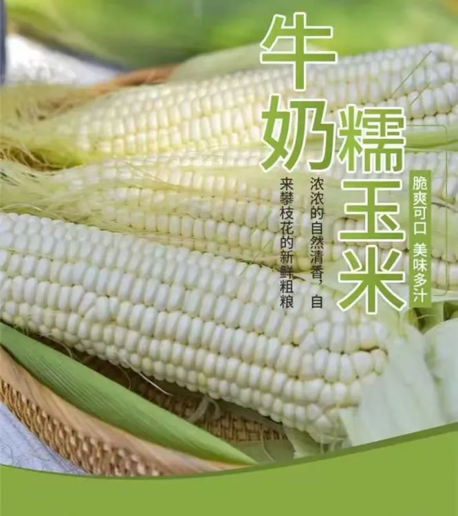 【村花专属】攀枝花牛奶爆浆玉米