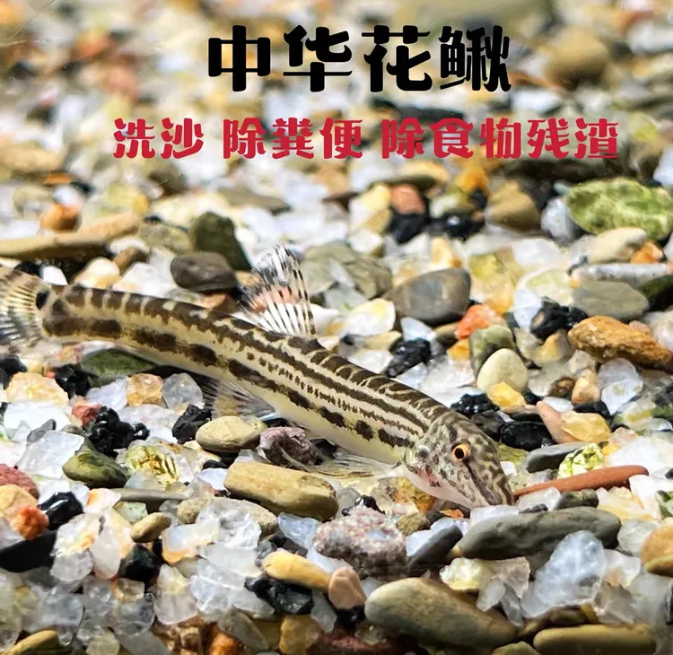 中华花鳅 原生鱼 冷水清洁鱼 清道夫 冷水鱼 洗沙器 清理鱼便包邮