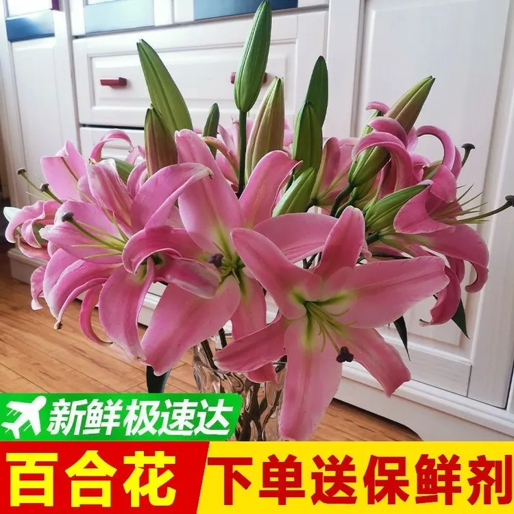 云南基地直发香水鲜切花水养鲜花束用于室内装饰云南昆明鲜花花束