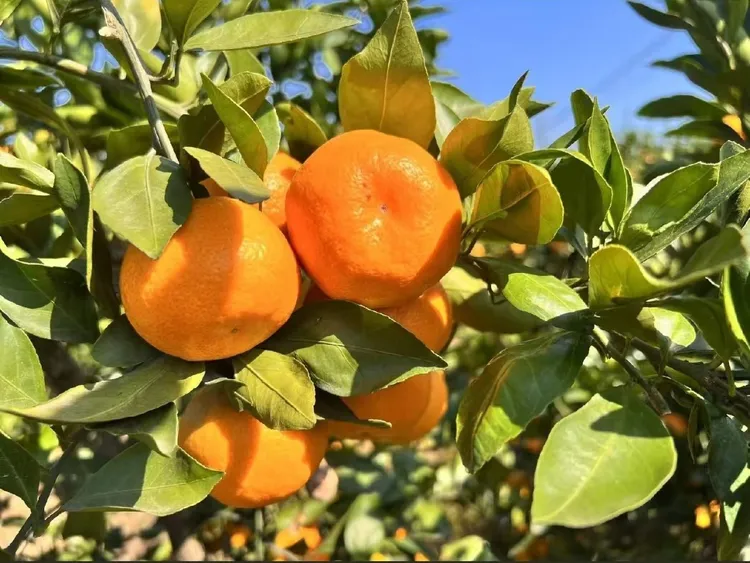 湖南石门皂市蜜桔现采现发树上自然熟满满维C清甜多汁细腻化渣