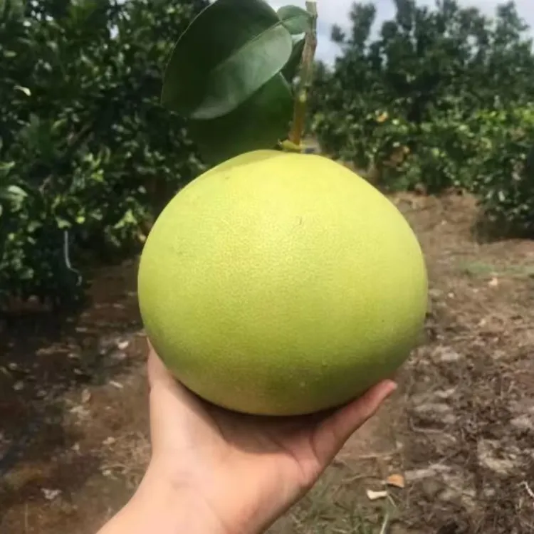 冰糖柚子苗带原土南北方庭院果树苗盆栽嫁接柚子树苗