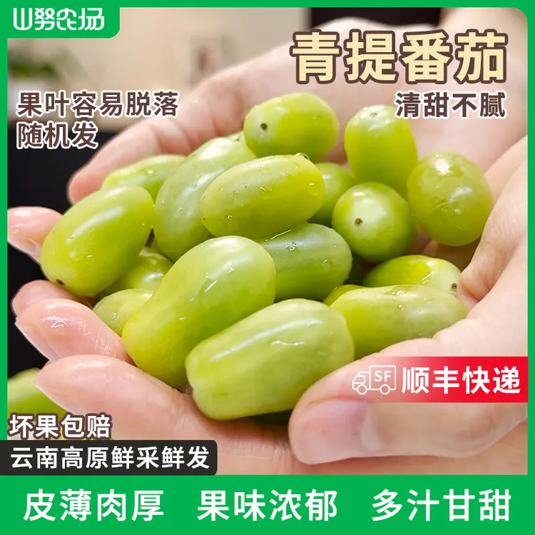 【顺丰】山努青提番茄水果西红柿皮薄清甜不腻多汁新鲜生吃小柿子