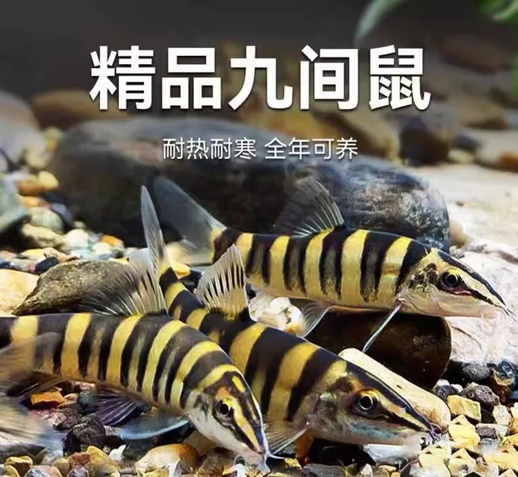壮体沙鳅九间鼠原生冷水观赏鱼清洁鱼缸吃残渣粪便工具鱼