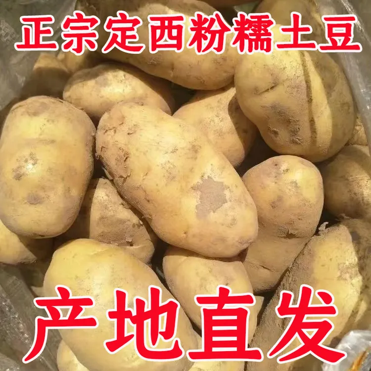 【黄皮黄心】甘肃定西土豆洋芋马铃薯软糯香甜沙糯粉面好吃应季新鲜