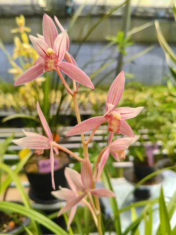 【2025新款】建兰市长红带芽发货一杆多花爆花王浓香红花室内盆栽