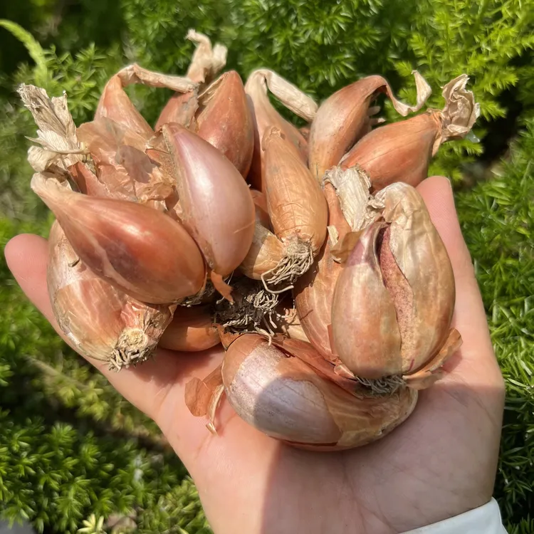 四季小香葱黄葱头火葱头发芽快种盆栽葱种炸葱油个头饱满农家葱头