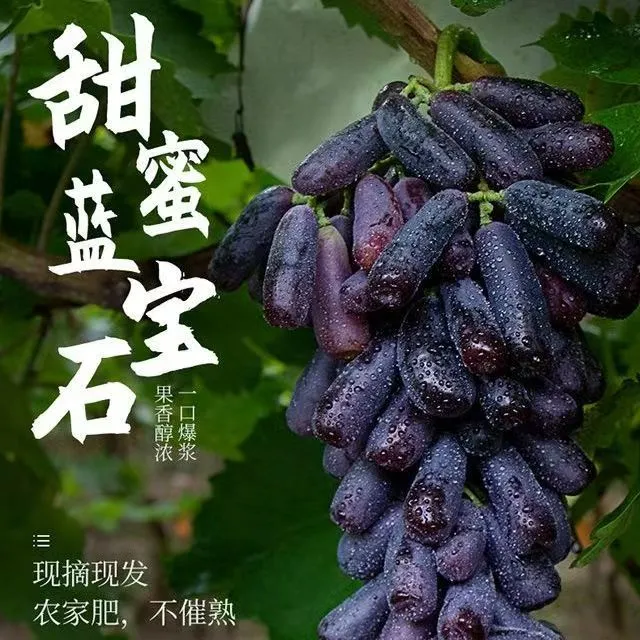 （京东顺丰包邮）蓝宝石美人指金手指葡萄无籽提子头茬葡萄新鲜采摘