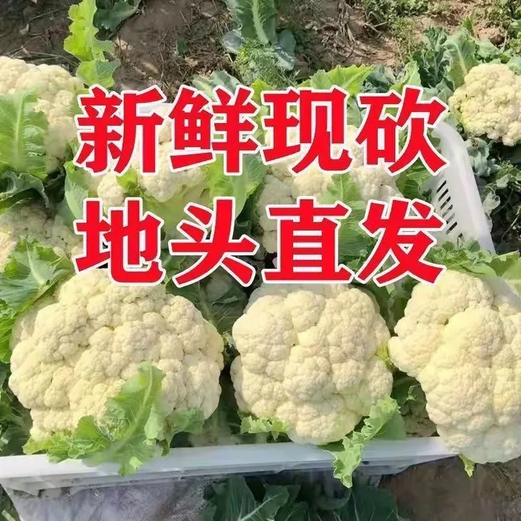 湖北露天白花菜农家种植软糯香甜已打过霜的更好吃