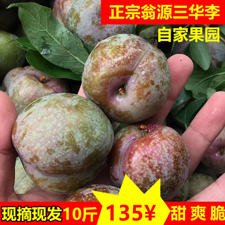 正宗韶关翁源三华李现摘新鲜精选大果5斤甜脆包邮孕妇水果红心李