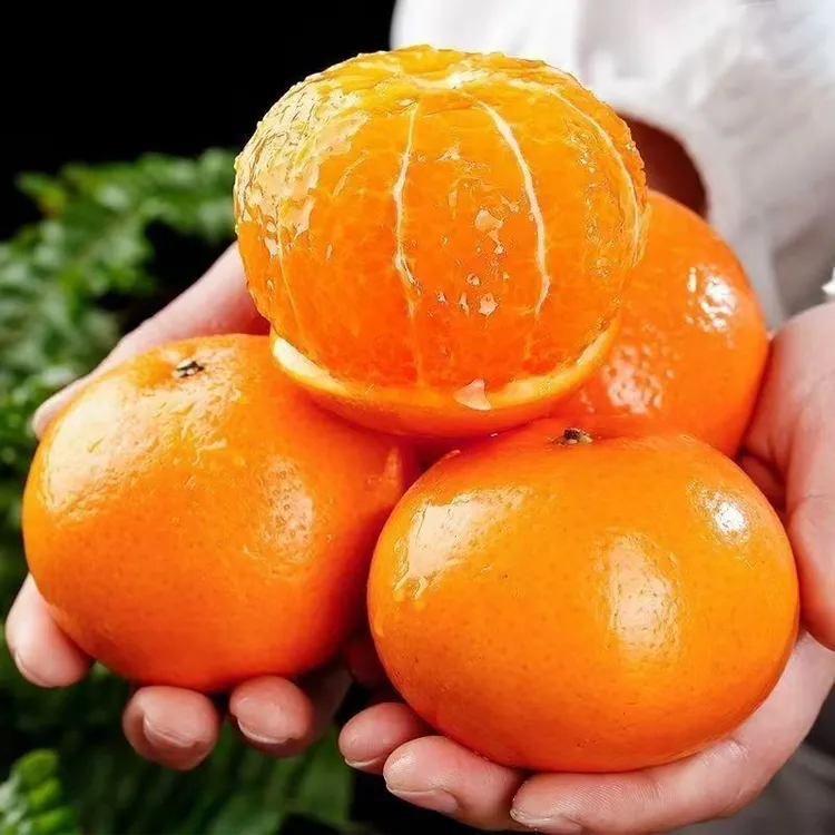 【到手五斤】广西武鸣沃柑水果当季应季新鲜橘子当季桔子现摘现发Z
