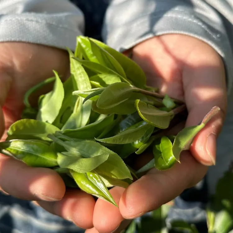 曼松白茶2025 年